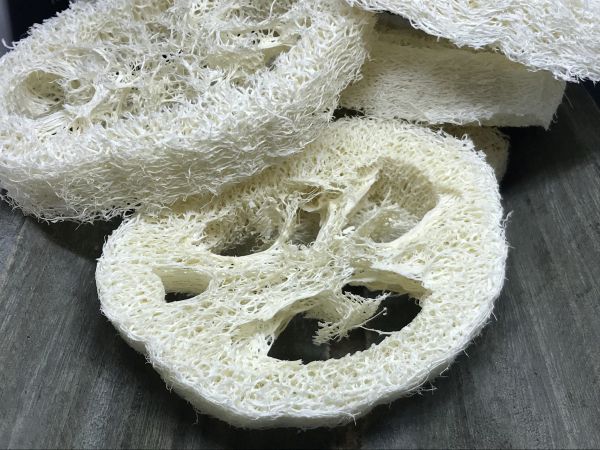 Luffa